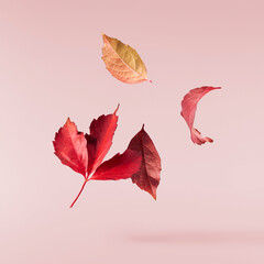 Beautiful bright colorful autumn  leaves falling in the air isolated on pink background. Zero gravity or levitation autumn conception. High resolution image.