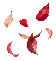 Beautiful bright colorful autumn  leaves falling in the air isolated on white background. Zero gravity or levitation autumn conception. High resolution image.
