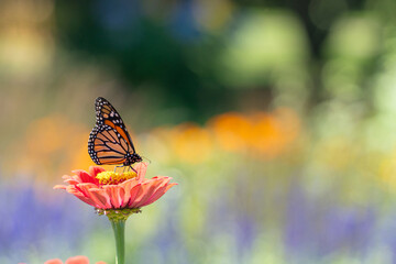 Colorful Monarch Butterfly on Orange Flower with Background in Blur
