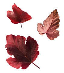 Beautiful bright colorful autumn  leaves falling in the air isolated on white background. Zero gravity or levitation autumn conception. High resolution image.