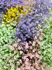 flowers of paniculate gypsophila of different colors - purple, yellow, pink, green. view from above