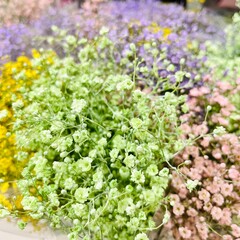 close up flowers kachym paniculata different colors - purple, yellow pink green. side view. background with flowers. dried flowers