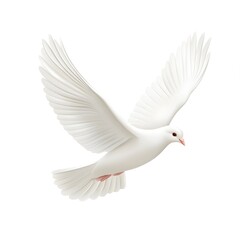 Fototapeta premium White Dove in Flight.