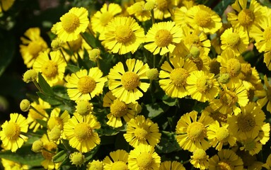 Beautiful tiny yellow flowers of Common Sneezeweed 'Sombrero'