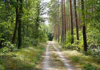 natural forest track in the recreational forest WILDPARK  in Potsdam (Germany)