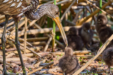 Juvenile limpkin in the brush