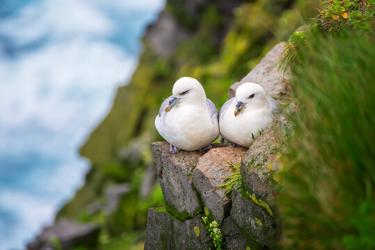 Couple of Northern Fulmar, Fulmarus glacialis birds sitting on the rock in Iceland at summer