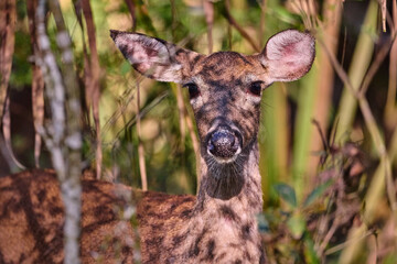 Female white tailed deer, in the forest.