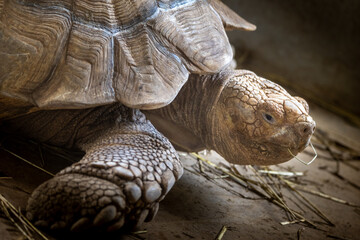 Obraz premium 動物園 リクガメ
