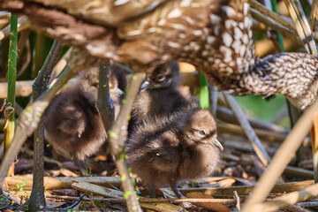Juvenile limpkin in the brush