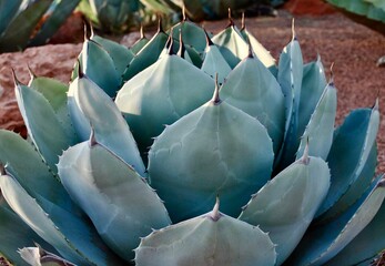 agave cactus in desert garden