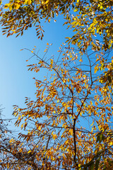 Golden Autumn Leaves Against Clear Blue Sky