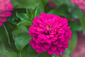 close up of pink zinnia flower