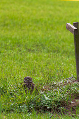 Burrowing Owl