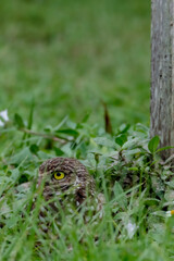 Burrowing Owl