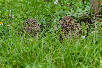 Burrowing Owls