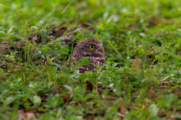 Burrowing Owl