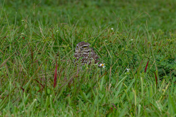 Burrowing Owl