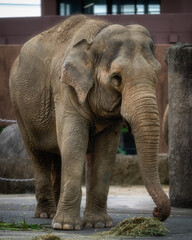 Naklejka premium 動物園 ゾウ