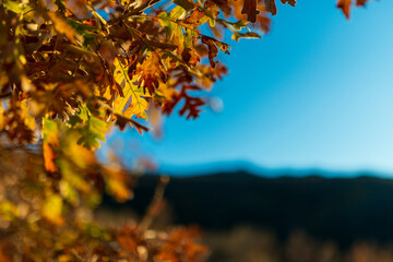 hojas caducas amarillas diciembre 2023 montaña gredos