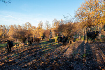 OTOÑO EN LA MONTAÑA DE GREDOS