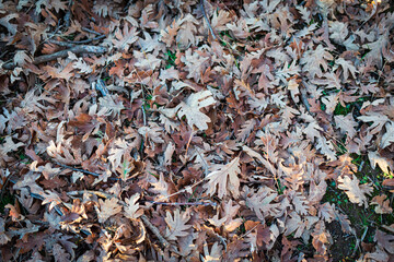 hojas de otoño en montaña