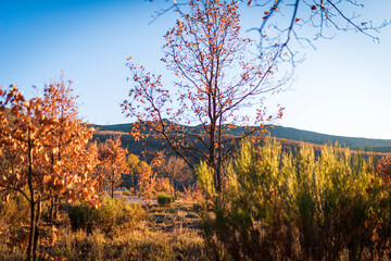 otoño en la montaña gredos 2024