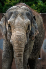 Naklejka premium 動物園 ゾウ