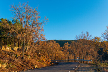 hojas amarilla montaña otoño
