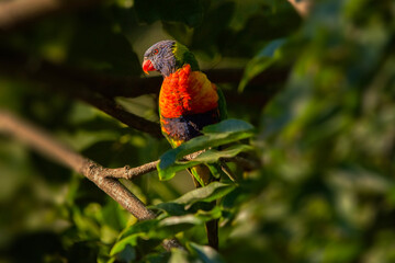 Rainbow Lorikeet perched on a branch in the soft glow of the afternoon sun.