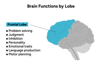 Brain functions by lobe. Frontal lobe