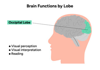Brain functions by lobe. Occipital lobe