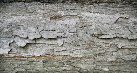 Tree bark textured background with cracks and rough edges. Organic rustic texture from nature.
