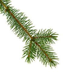 pine branch / pine-tree twig. Spruce . fir-tree. Decoration for new year and christmas, xmas festive and holidays.