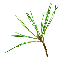 pine branches isolated on transparent, png. Fresh evergreen pine branches with green needles. Pine and cones. close up