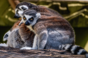 動物園　ワオキツネザル