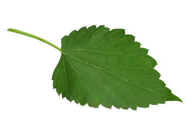 branches of hops with leaves. hops plant on transparent, png. green hops cones. Beer production ingredient. Brewing