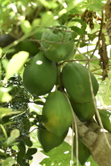 太陽の栄養を含むパパイヤ