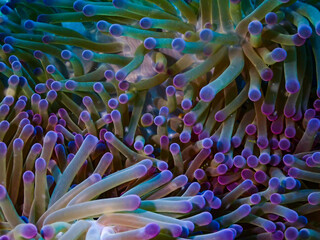 Beautiful view of anemone underwater