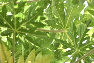 Fototapeta premium パパイヤの葉っぱ