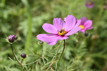 Fototapeta premium 蜂と共にコスモス