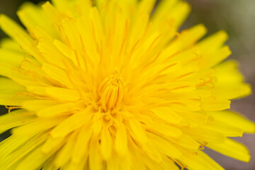 Macro image of the center of the yellow wildflower of Perennial Sowthistle - Sonchus arvensis