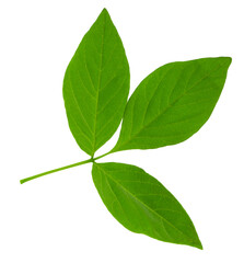 Yellow-green maple flower. Autumn background. banner.on transparent,png. autumn maple branches