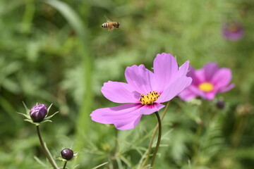 Fototapeta premium 飛んできたよ待ってたよ
