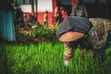 A close-up shot of a female farmer bending down to plant rice in a lush, green field. The...