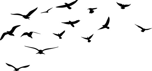 Nuée d'oiseaux en vol, silhouettes noir vecteur transparent