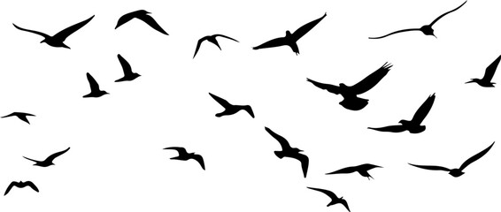 Nuée d'oiseaux en vol, silhouettes noir vecteur transparent