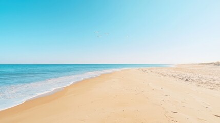 Sandy Beach with Clear Blue Sky and Seagulls