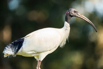 The Australian white ibis is a wading bird of the ibis family, Threskiornithidae.