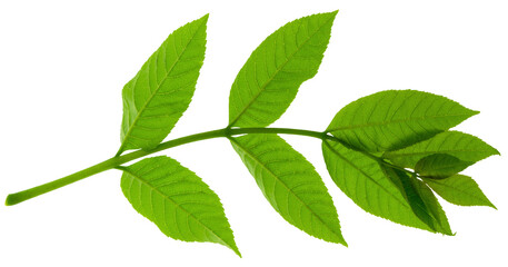 Green elderberry leaves. Green leaf close-up. on transparent, png. Herbal medicine.Natural greens plants and leaf